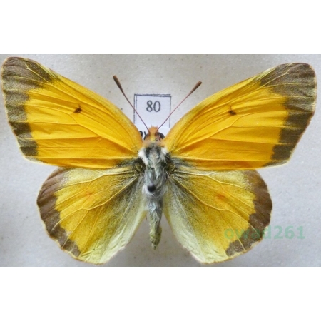 Colias croceus (Geoffroy, 1785) male Szlaczkoń sylwetnik Czech80